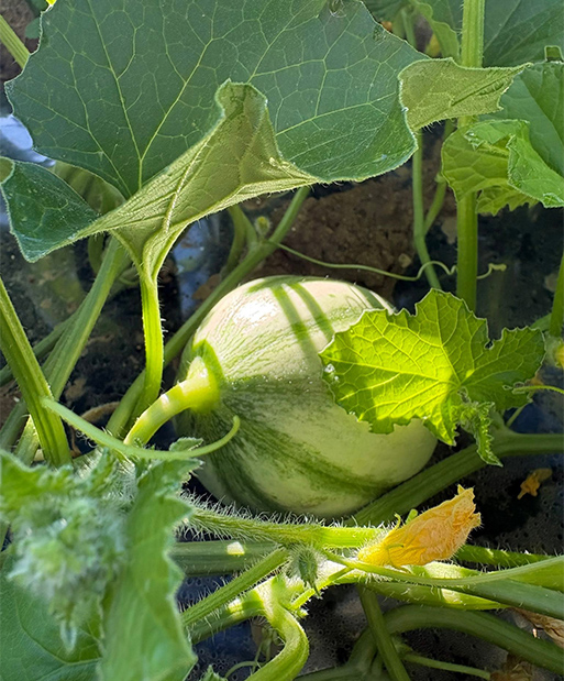 plant de melon en pleine terre